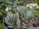 silver dollar plant